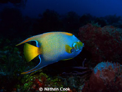 Cozumel, Mexico by Nathan Cook 